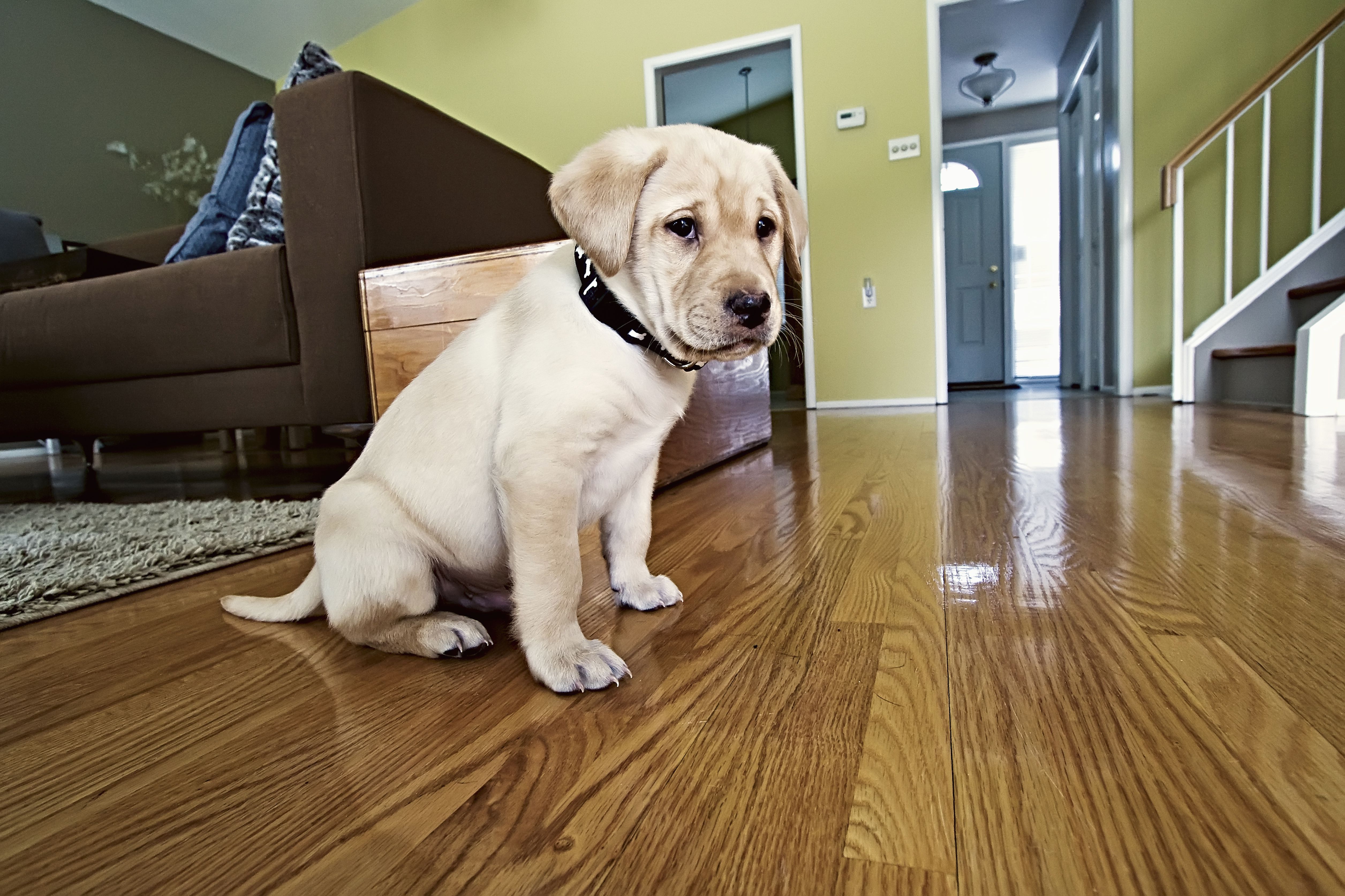 Yellow Labrador Retriever puppy in his new home