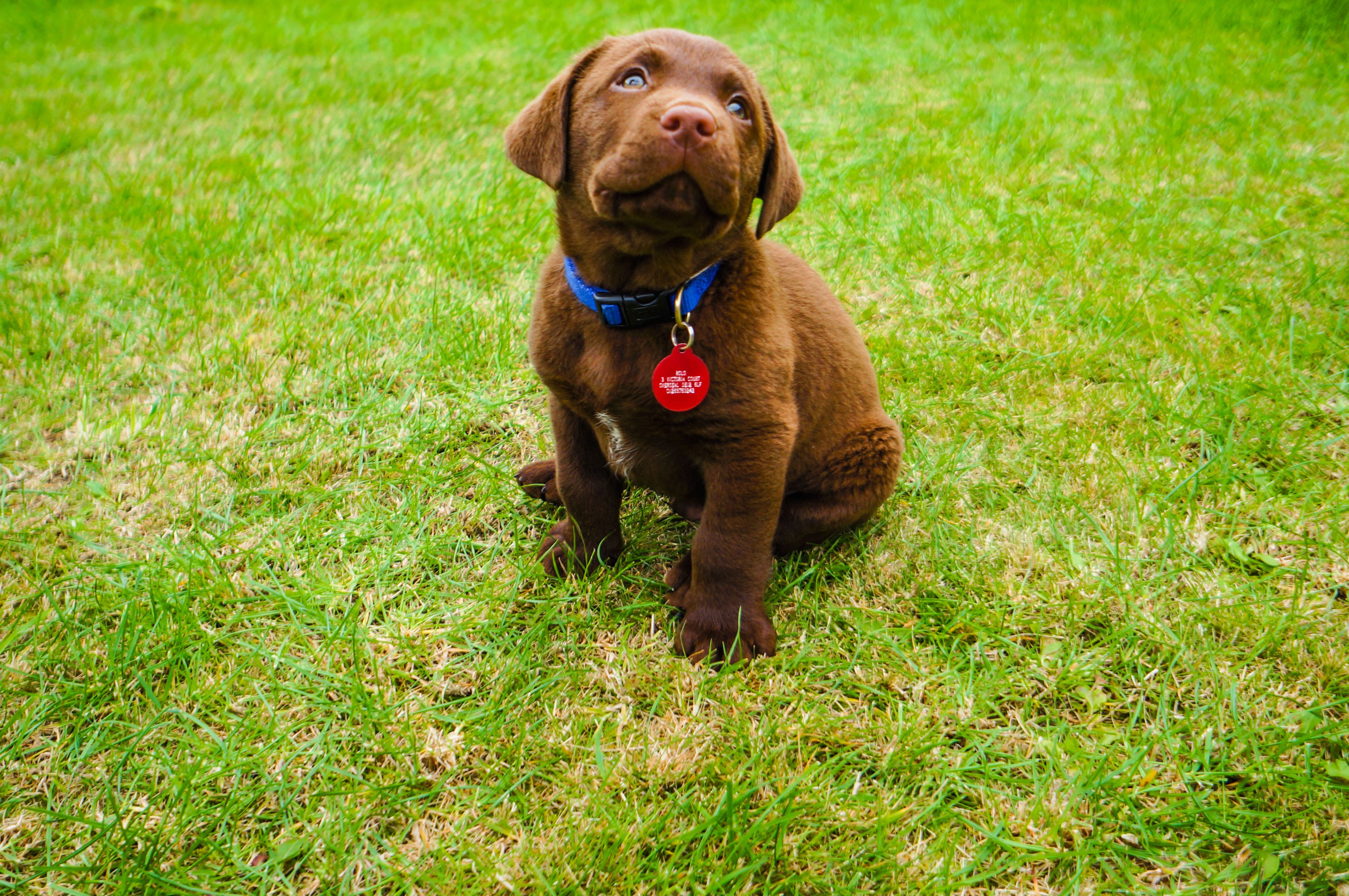 Labrador retriever puppy sitting on grass in park