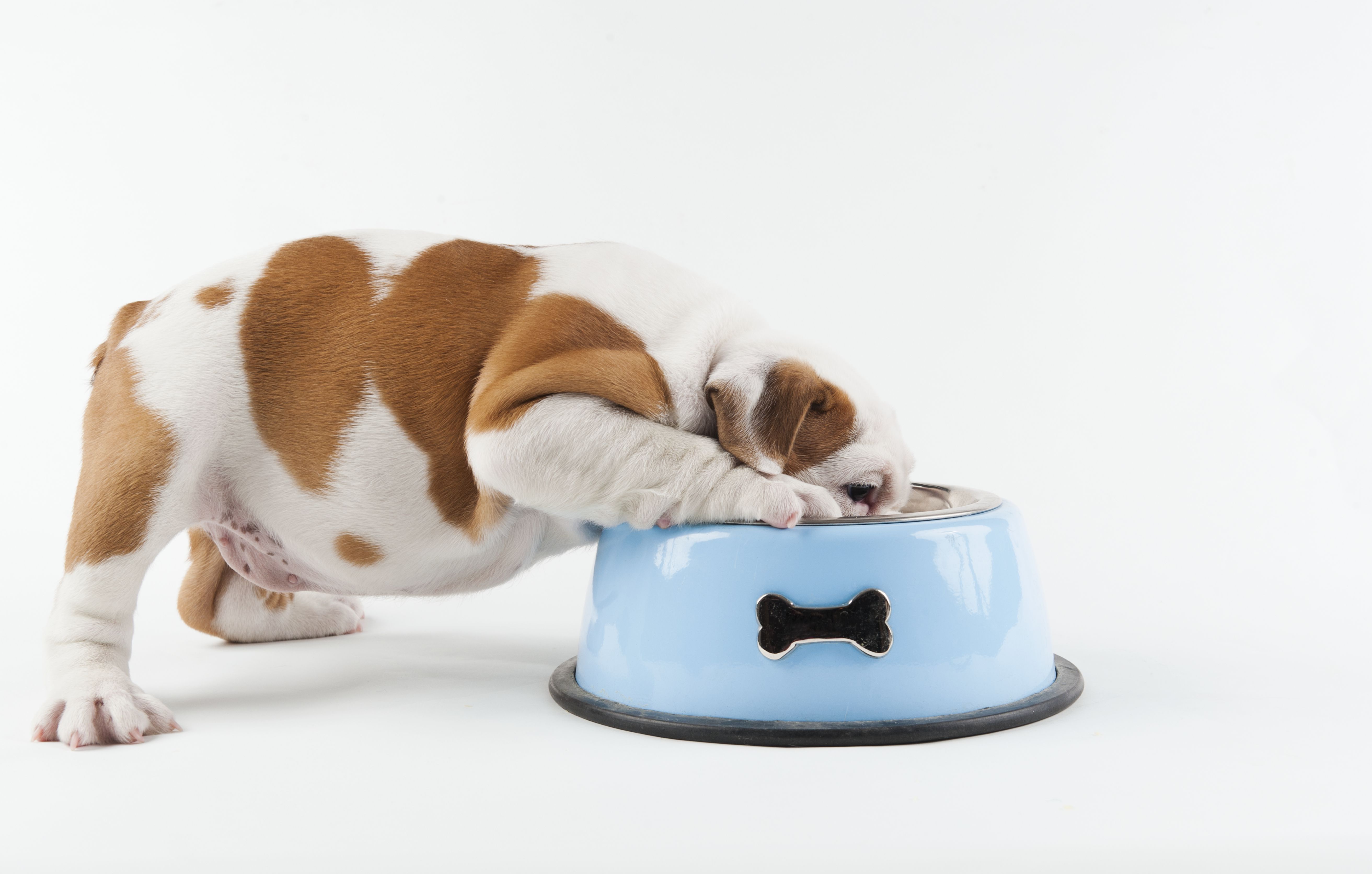 Bulldog puppy eating from dog bowl on white background