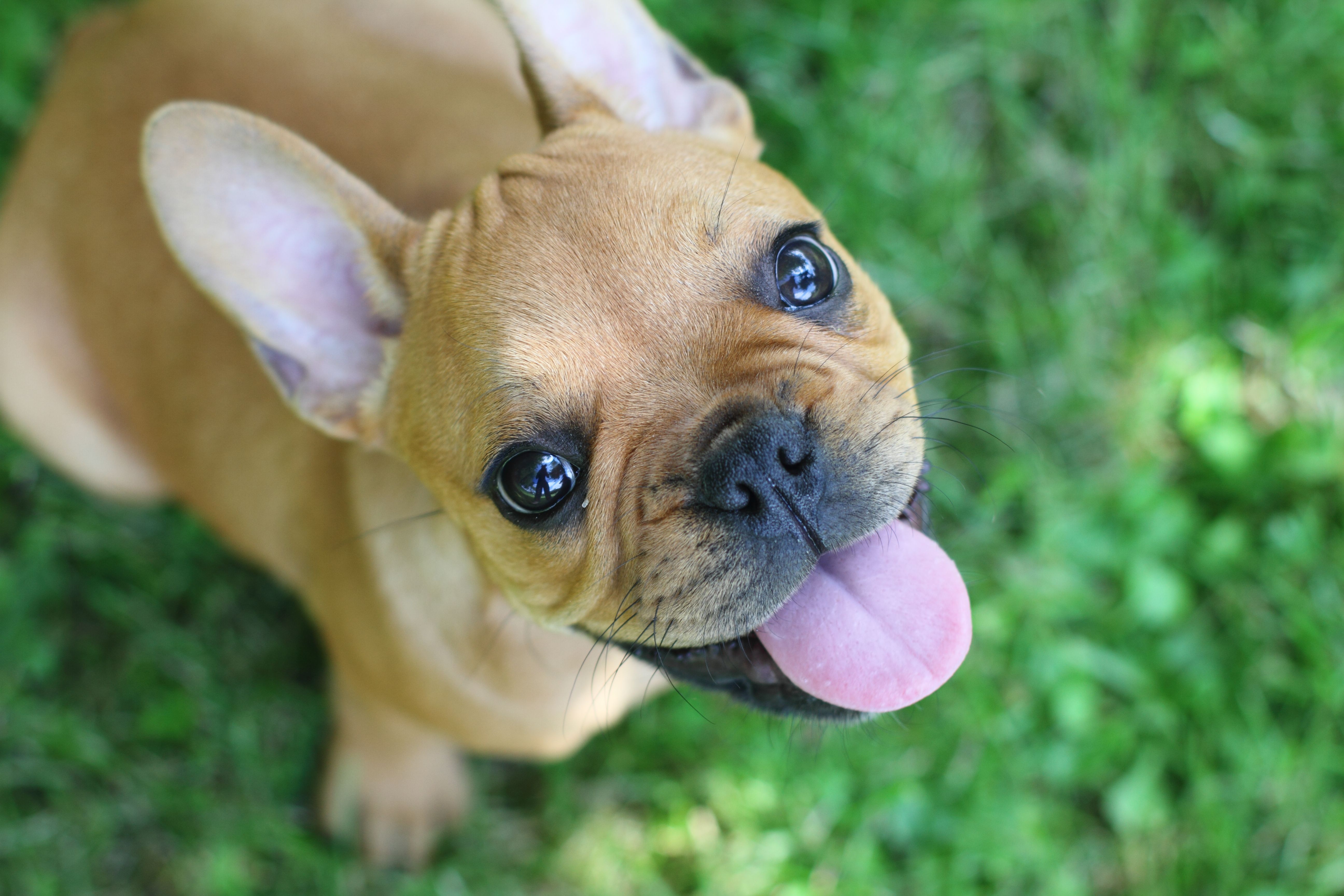 Close-Up Portrait Of Puppy