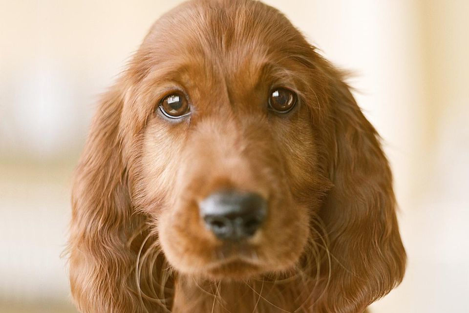 Irish setter puppy, close-up