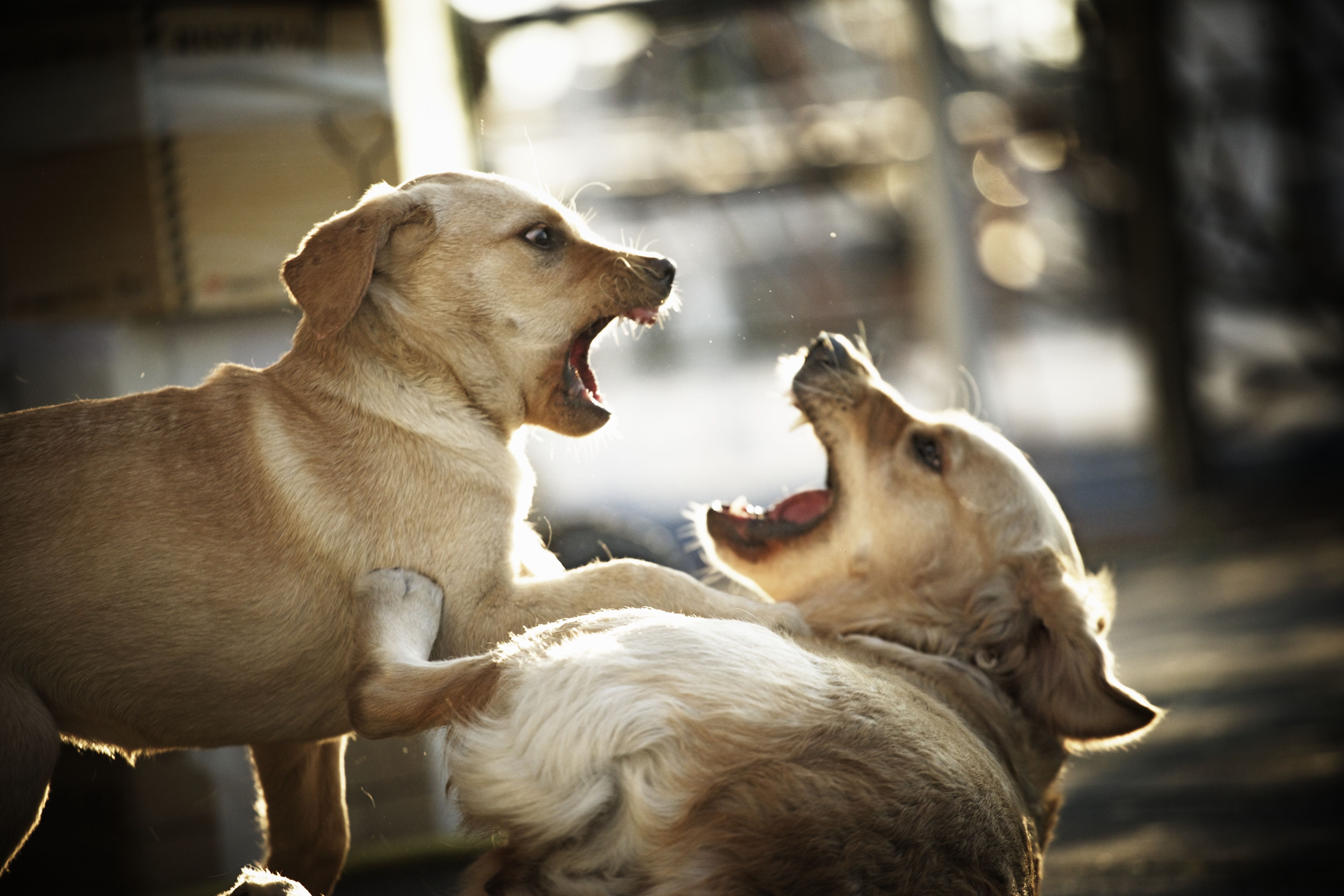 Two dogs fighting with each other