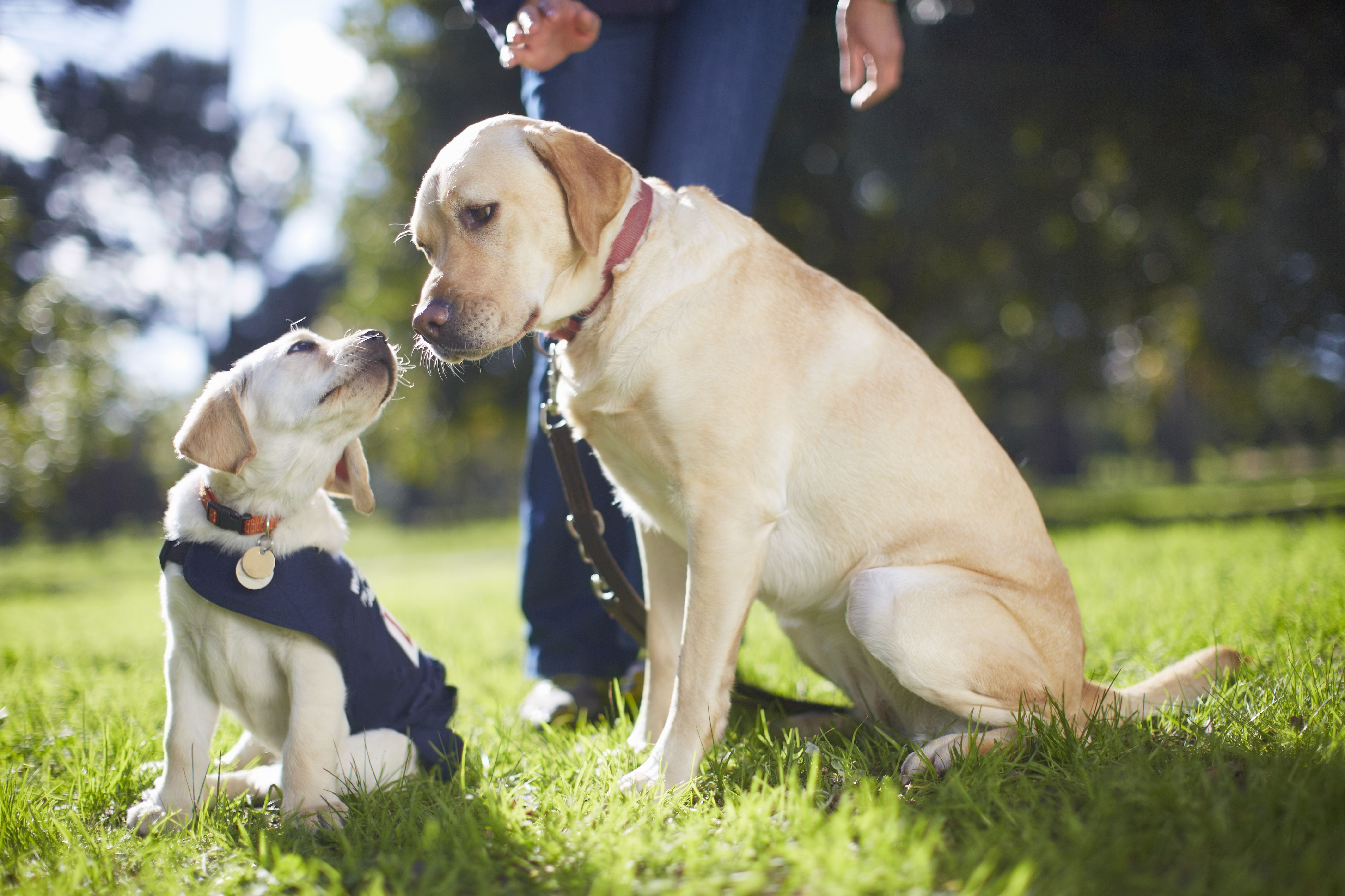 Guide dogs at dog training