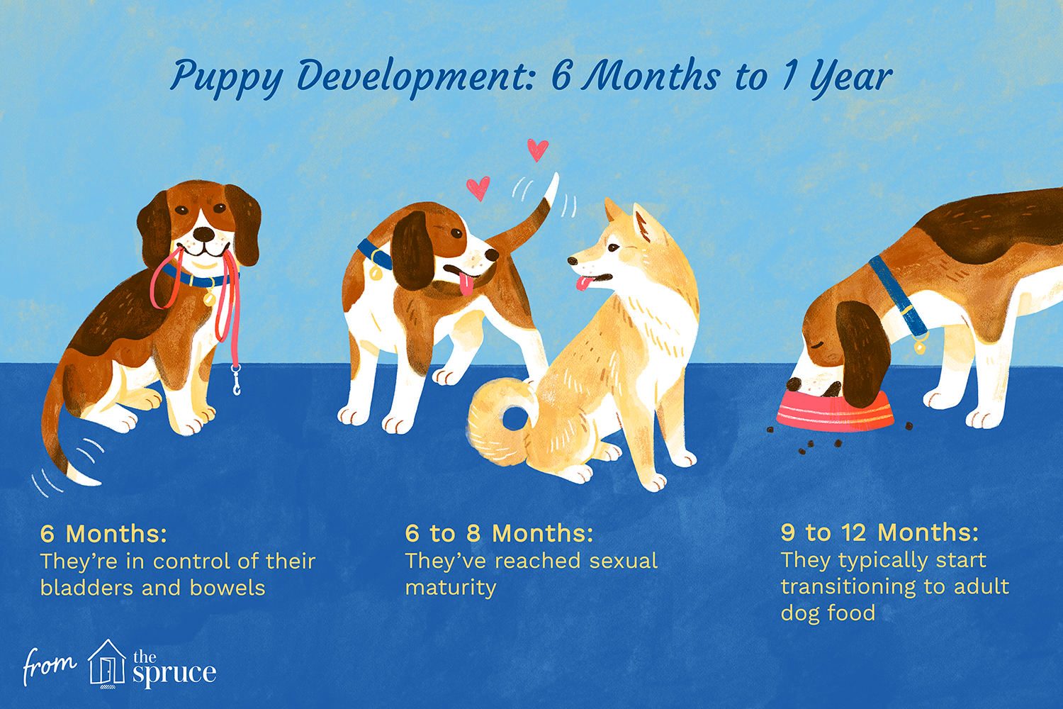 puppy development illustration