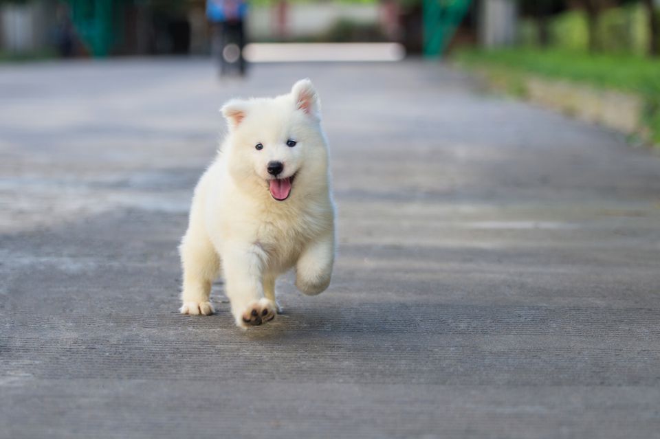 Puppy running excited