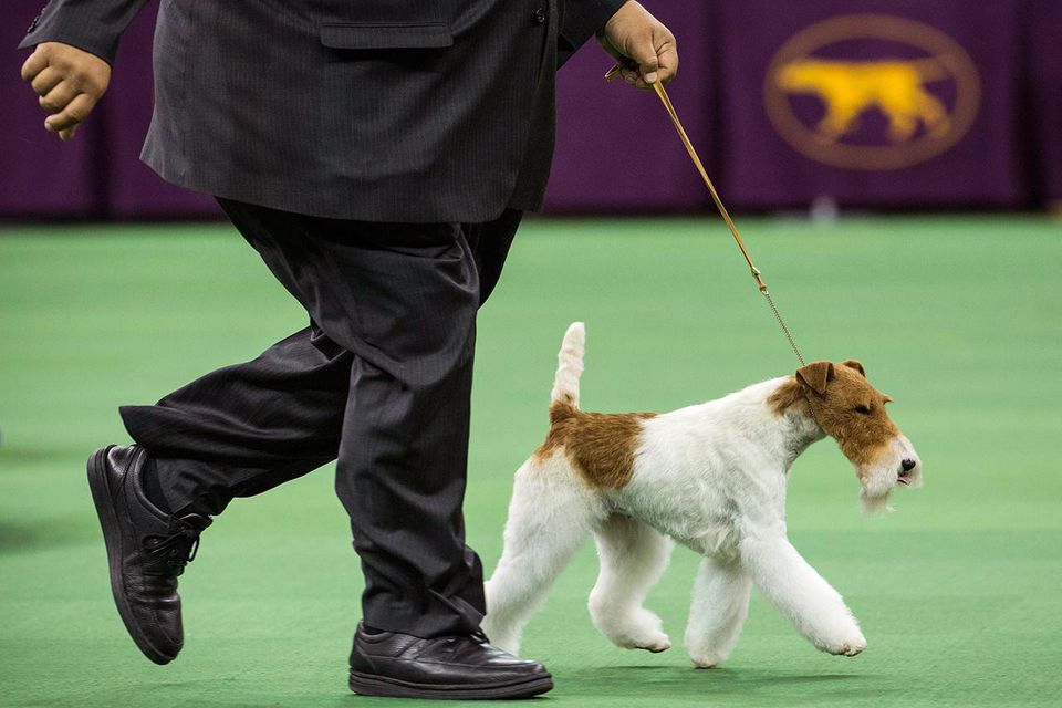 A dog with a docked tail at a show