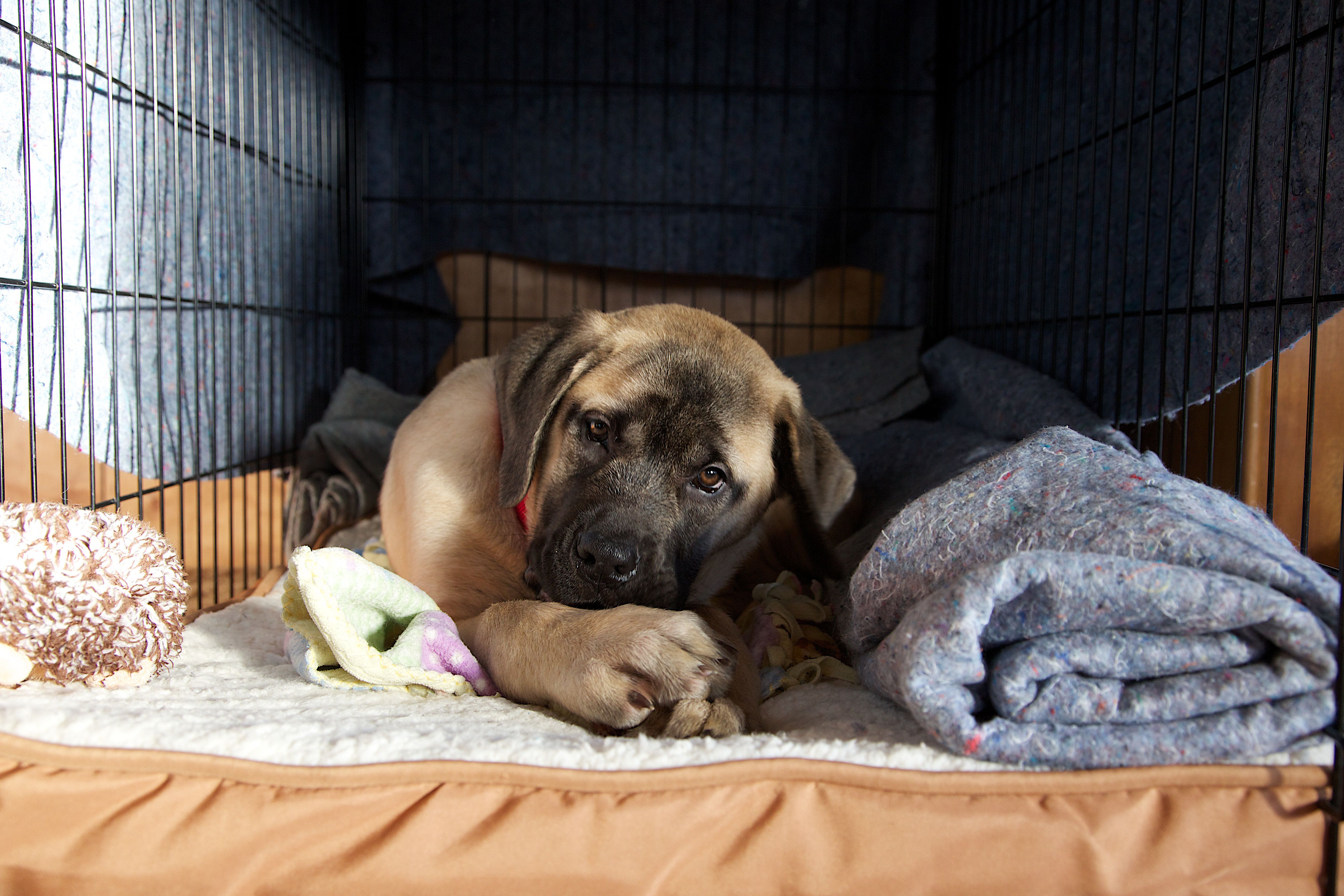 Portrait of puppy lying in cage, Montana, USA