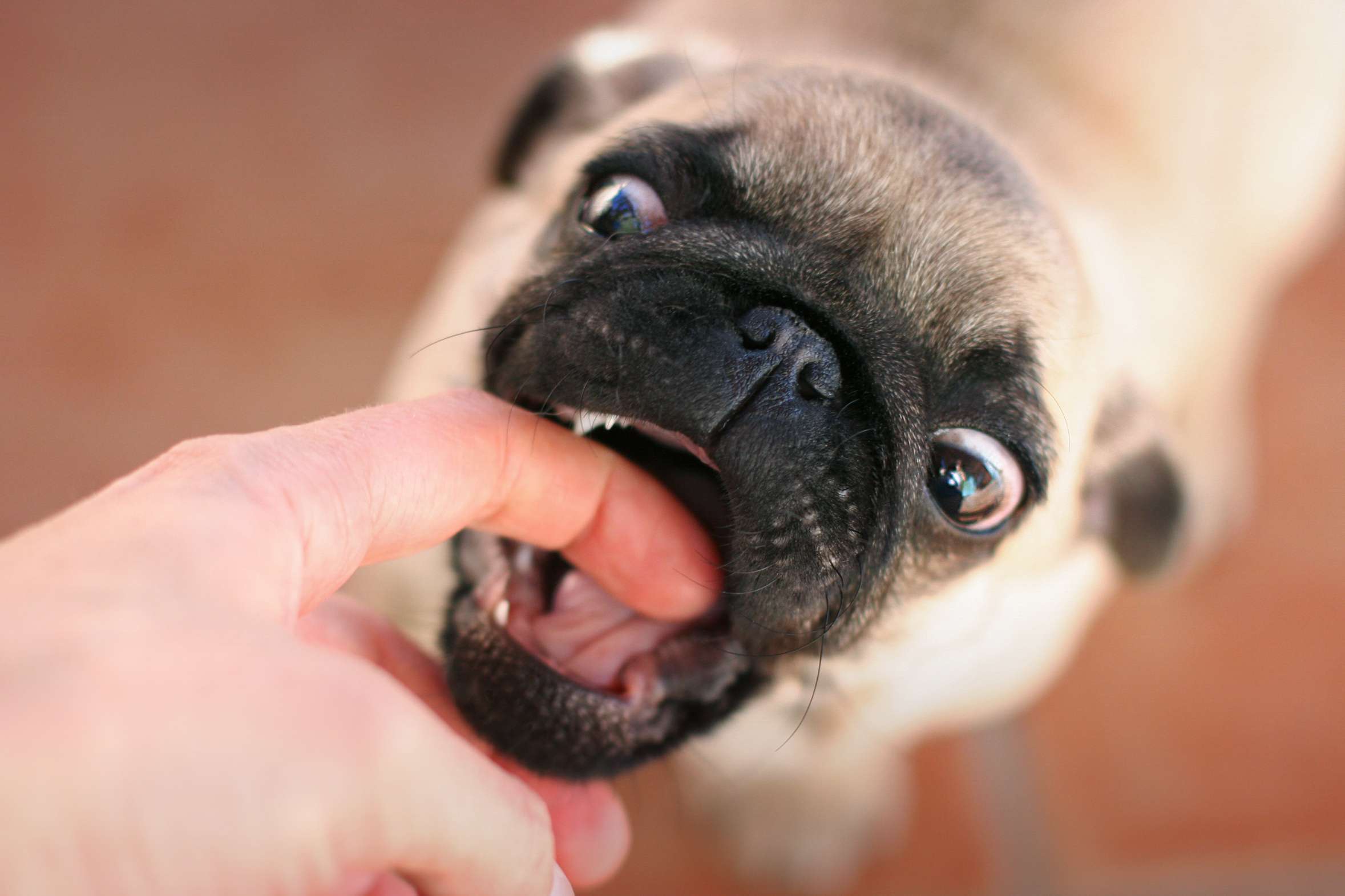 Pug puppy biting finger