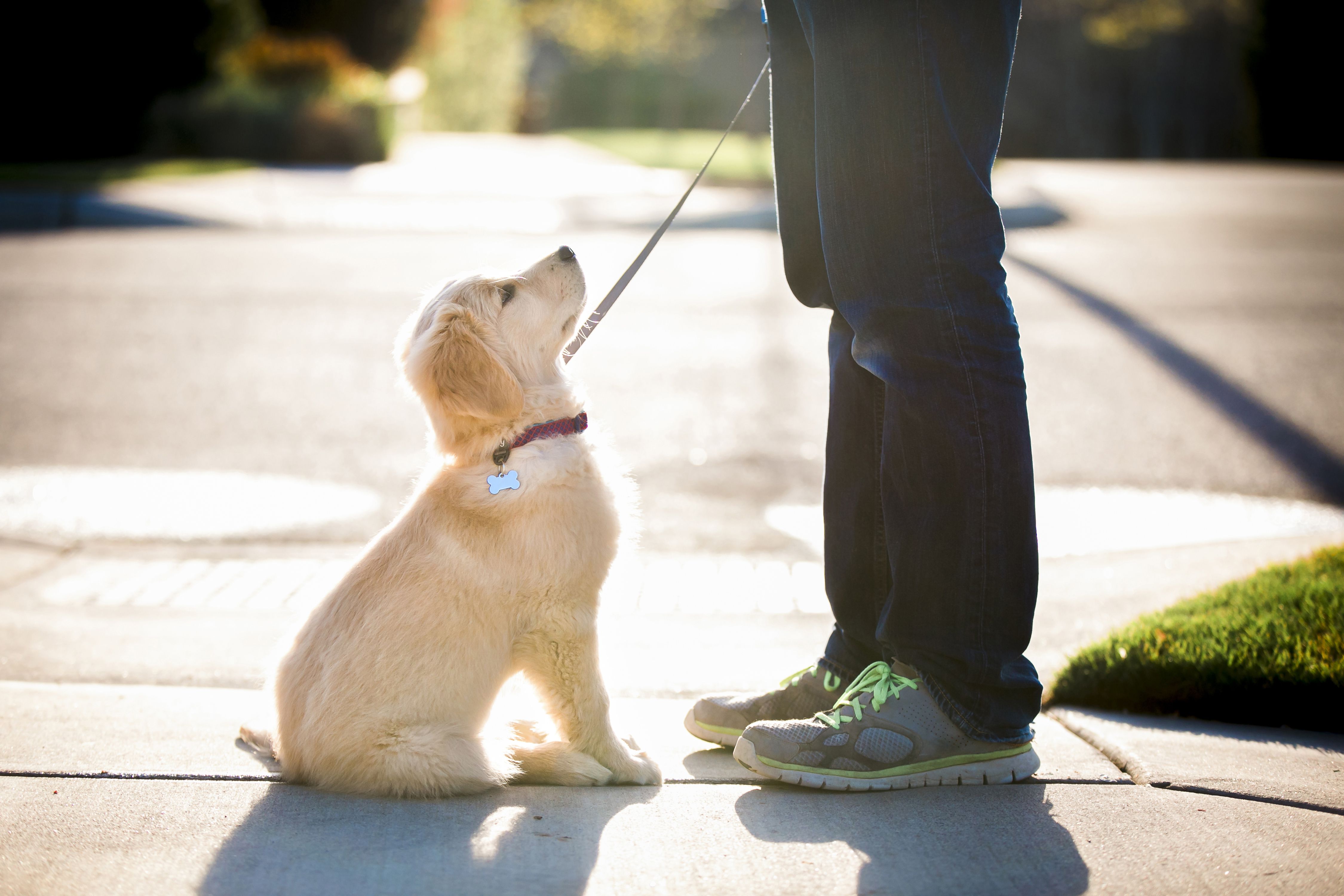 Low section of woman with puppy standing on footpath