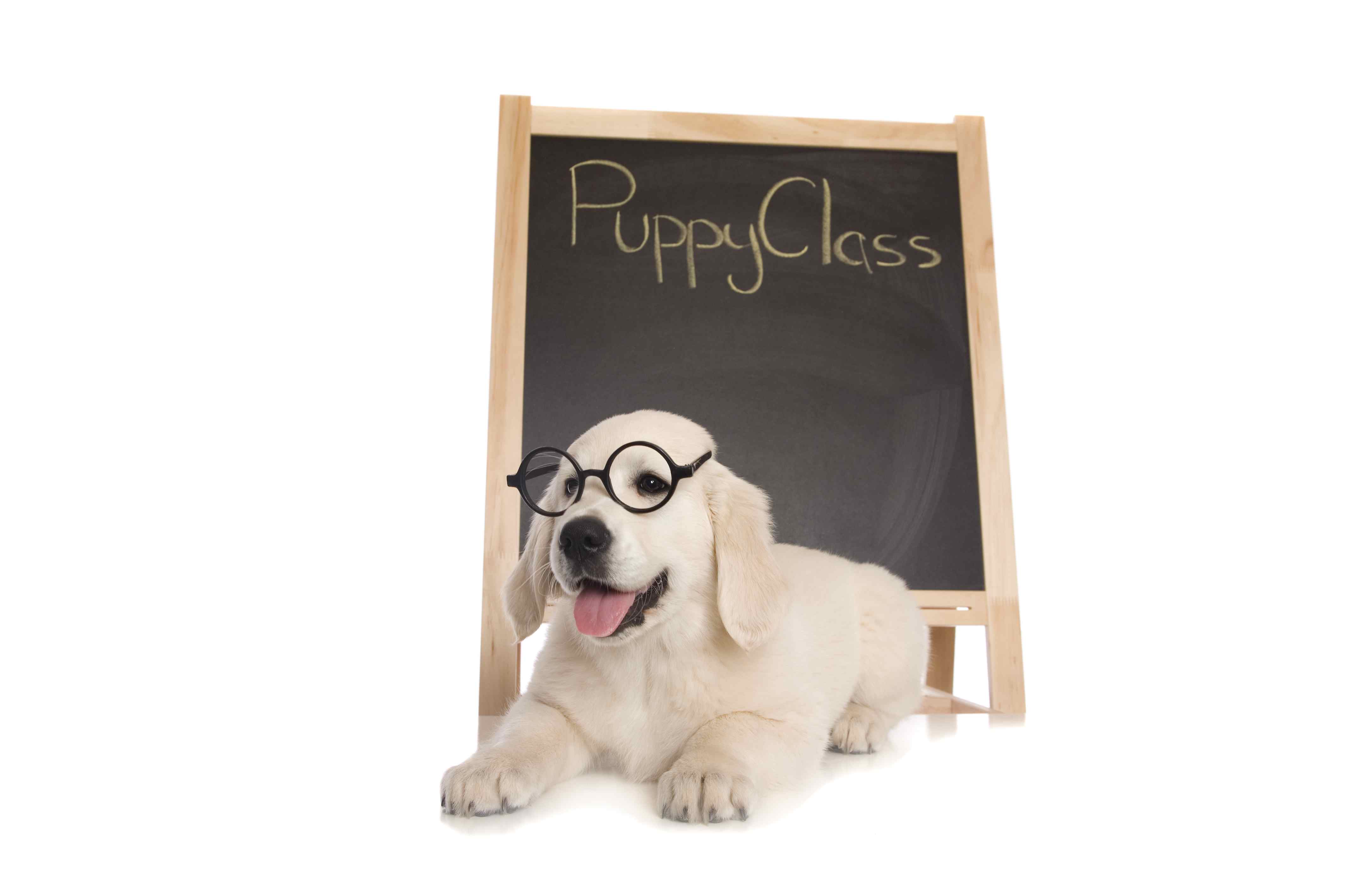 Puppy Class