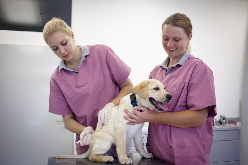 two female vets preparing a dog for vaccination