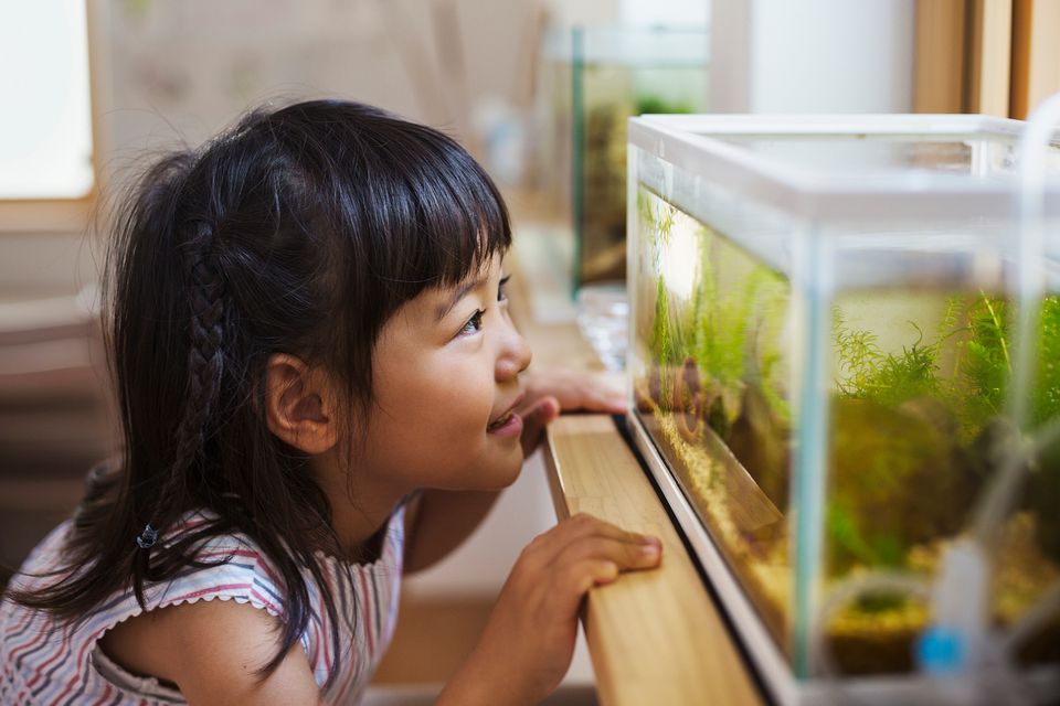 Young girl looking in fish tank