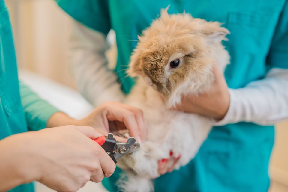 Adorable bunny on the visit to the vet.