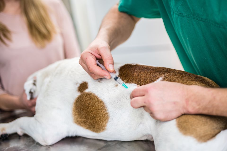 Veterinarian giving an injection to a brown and white dog lying on a table.