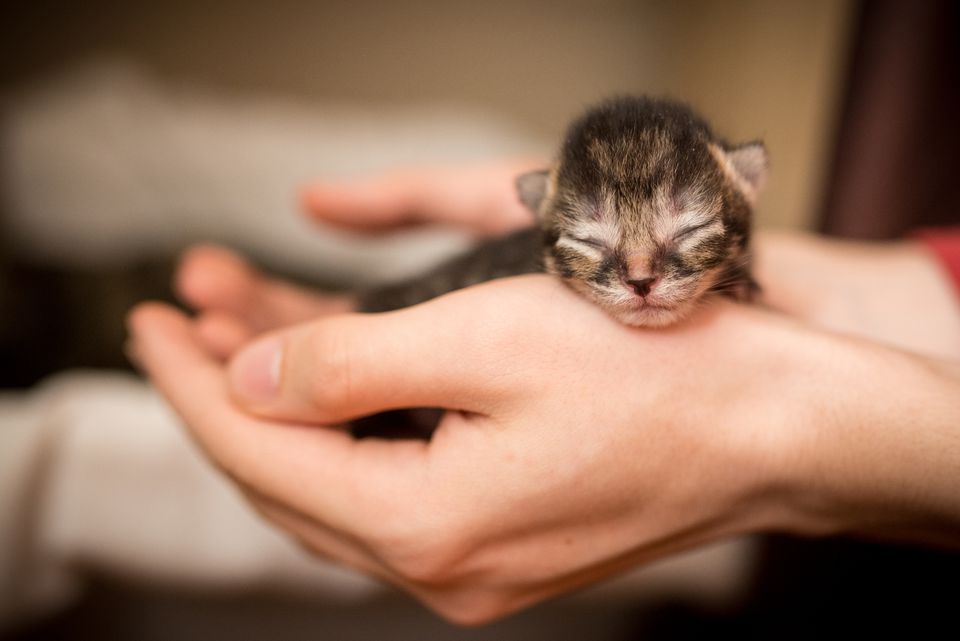 A newborn kitten