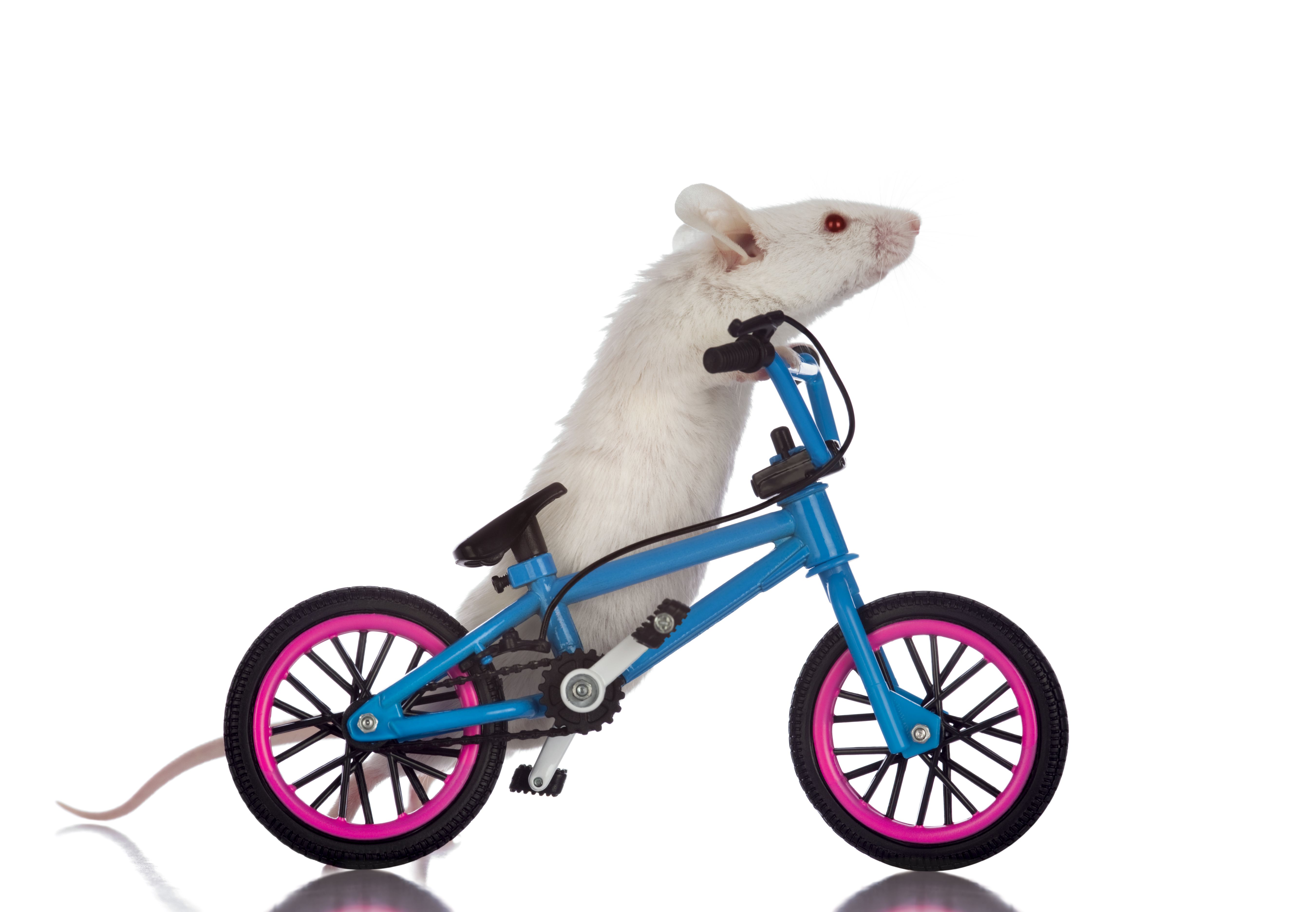 Fat white rat walking his bicycle