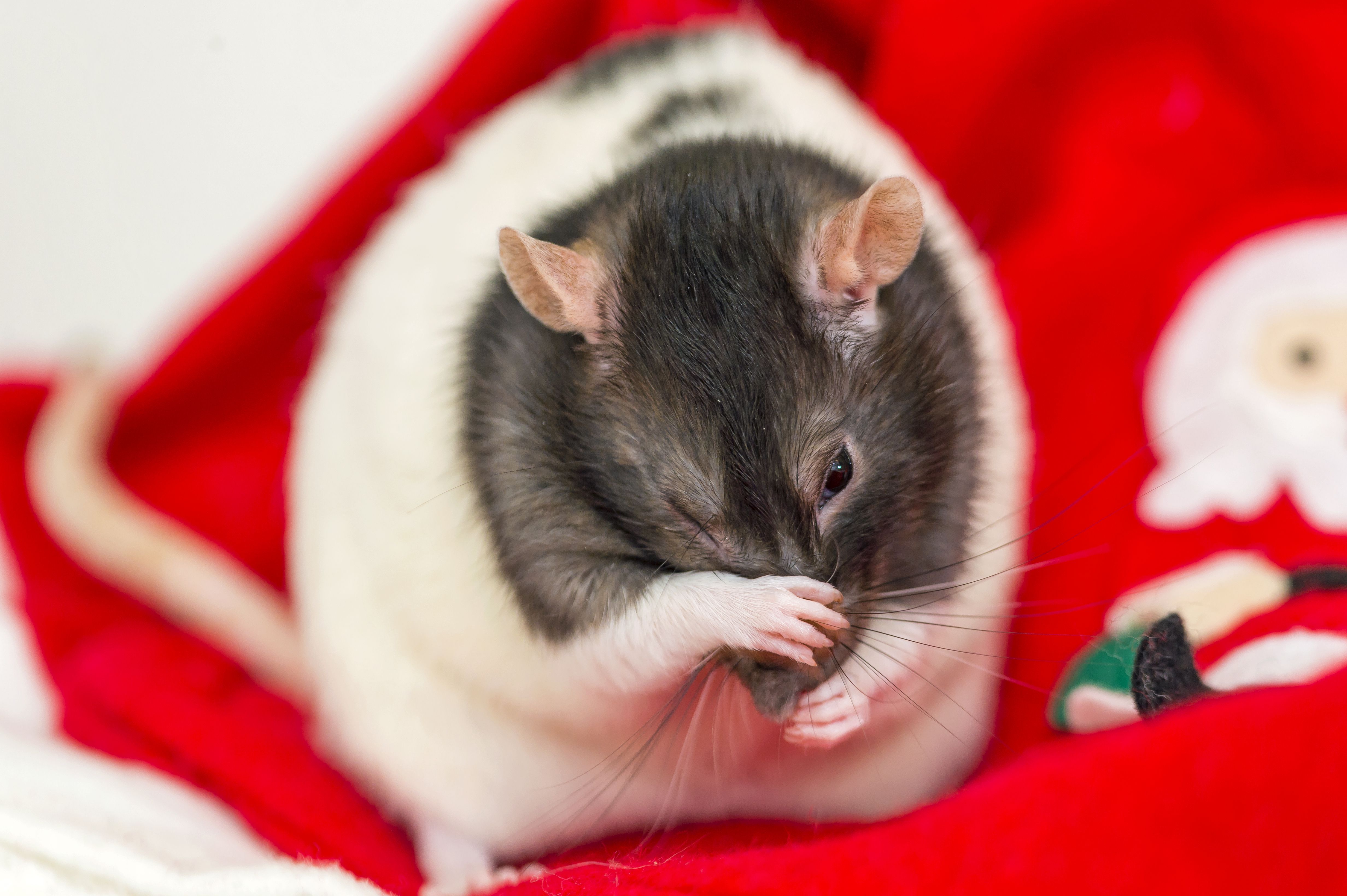 Pet rat grooming on the Santa hat