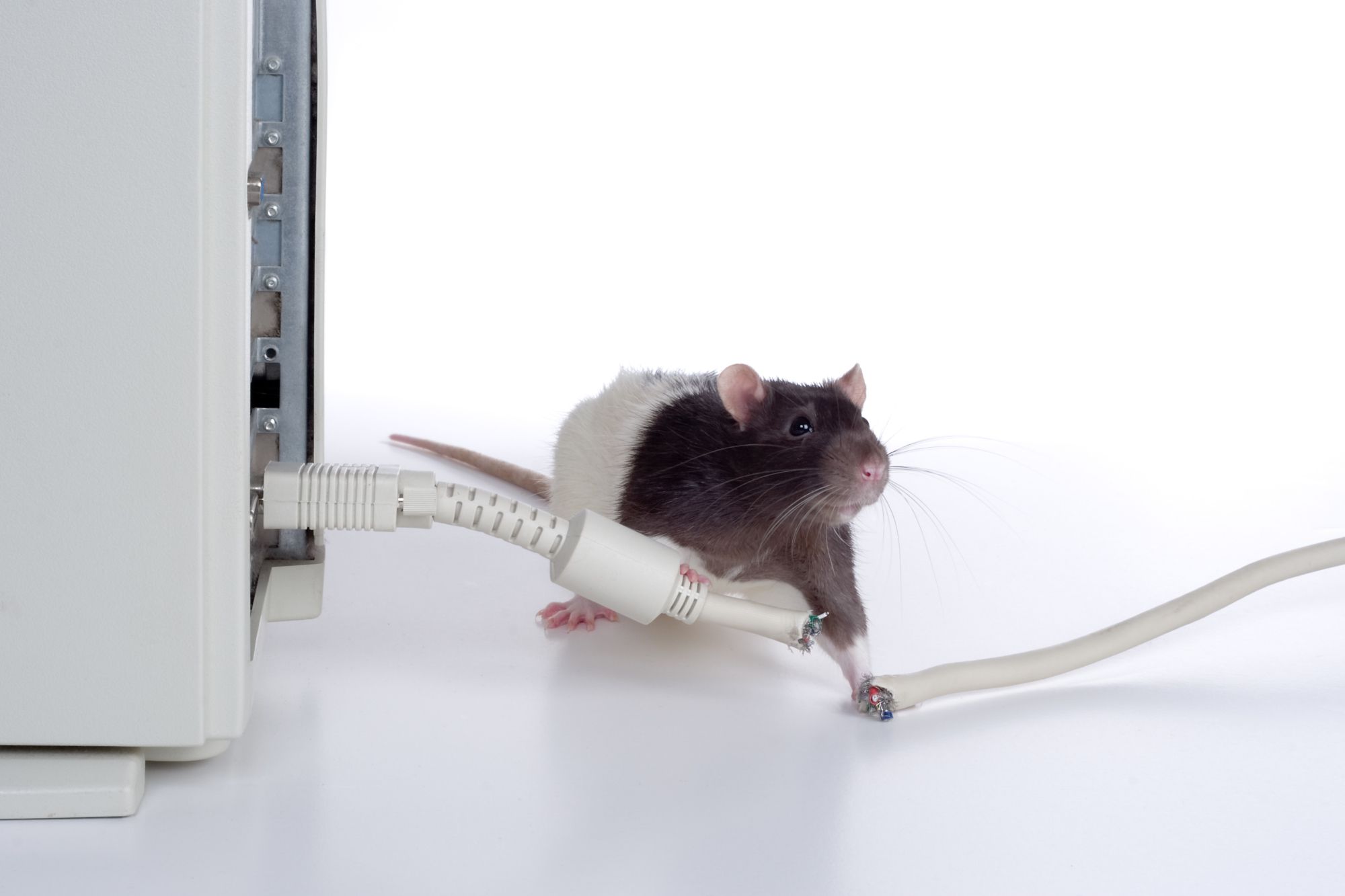 Rat with chewed computer cord