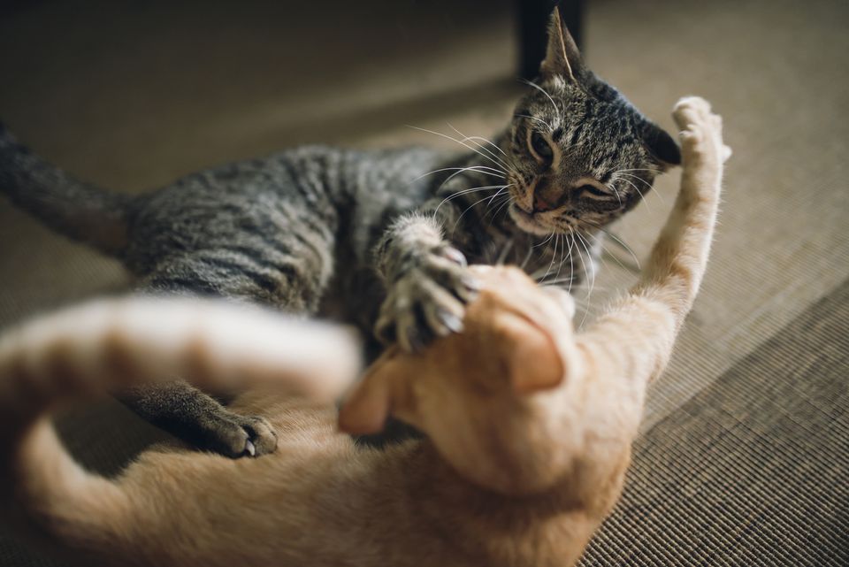 Cats fighting