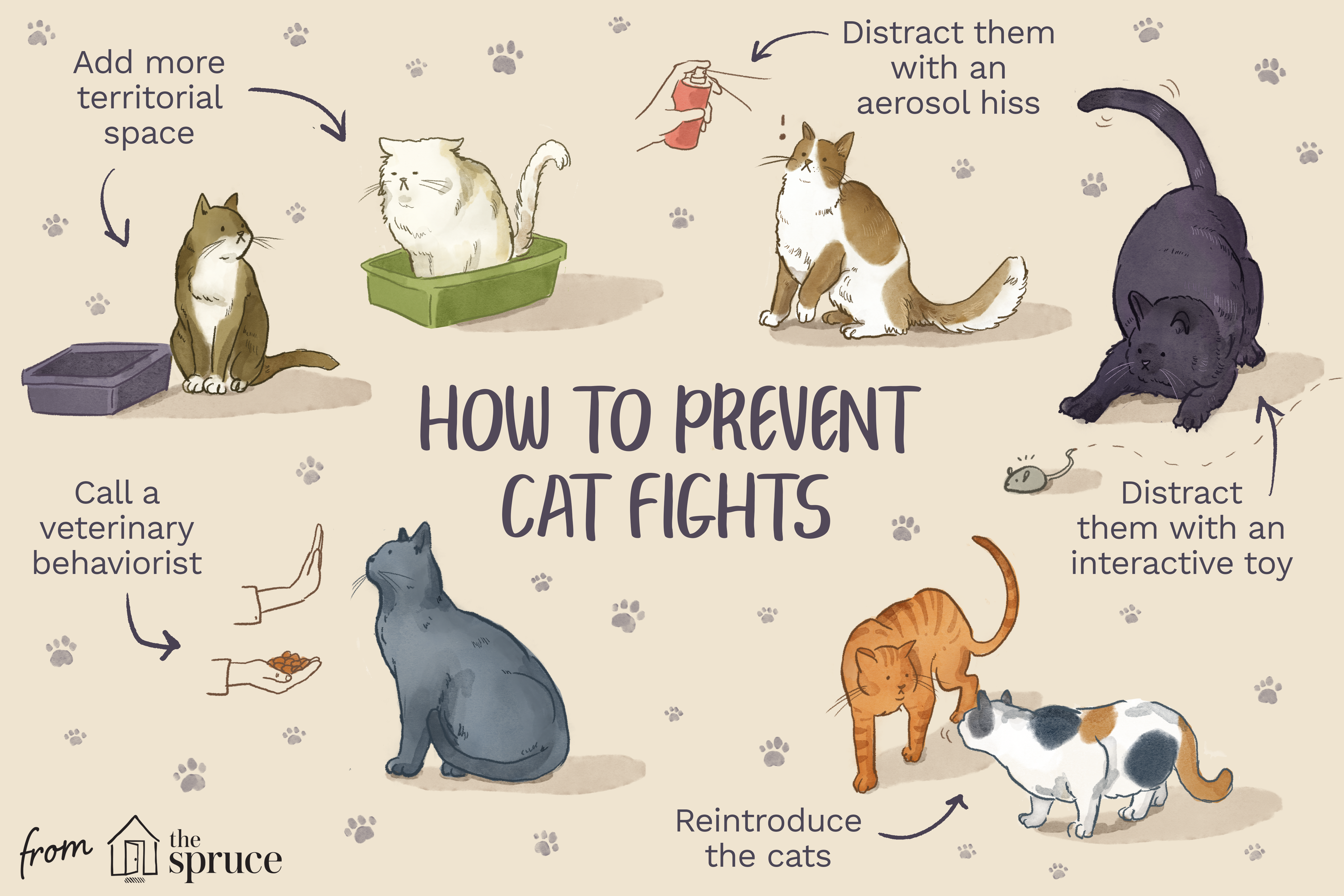 how to prevent cat fights illustration
