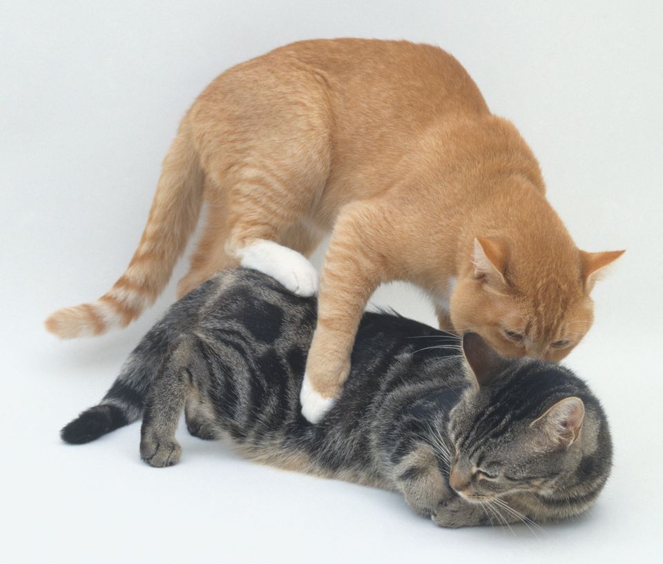 Male cat mounting female cat