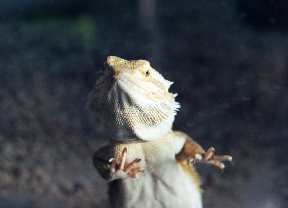 Bearded Dragon standing against the grass