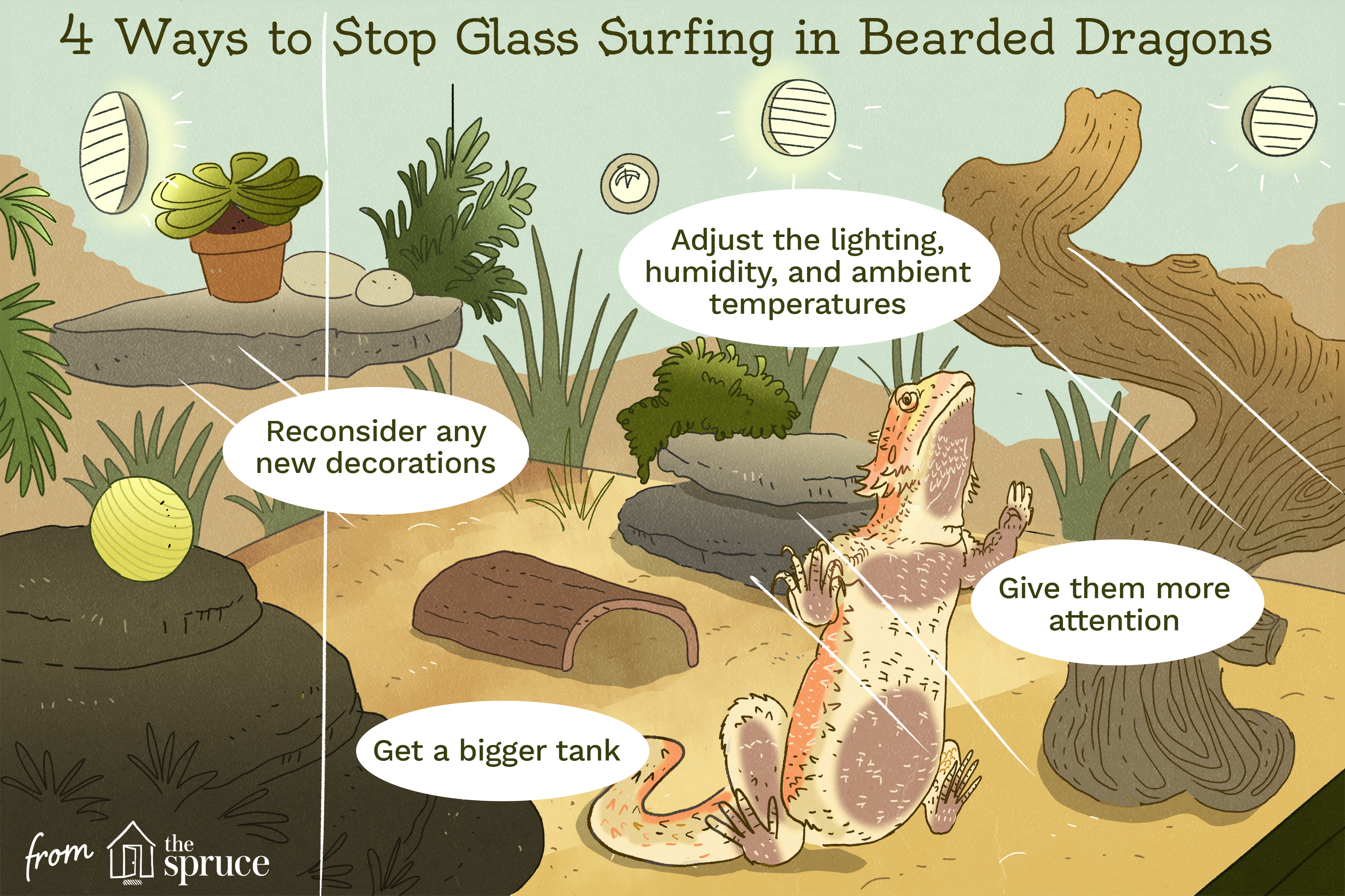 how to stop glass surfing in bearded dragons illustration