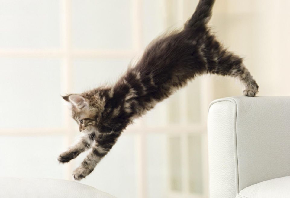 Maine Coon kitten jumping from couch to ottoman
