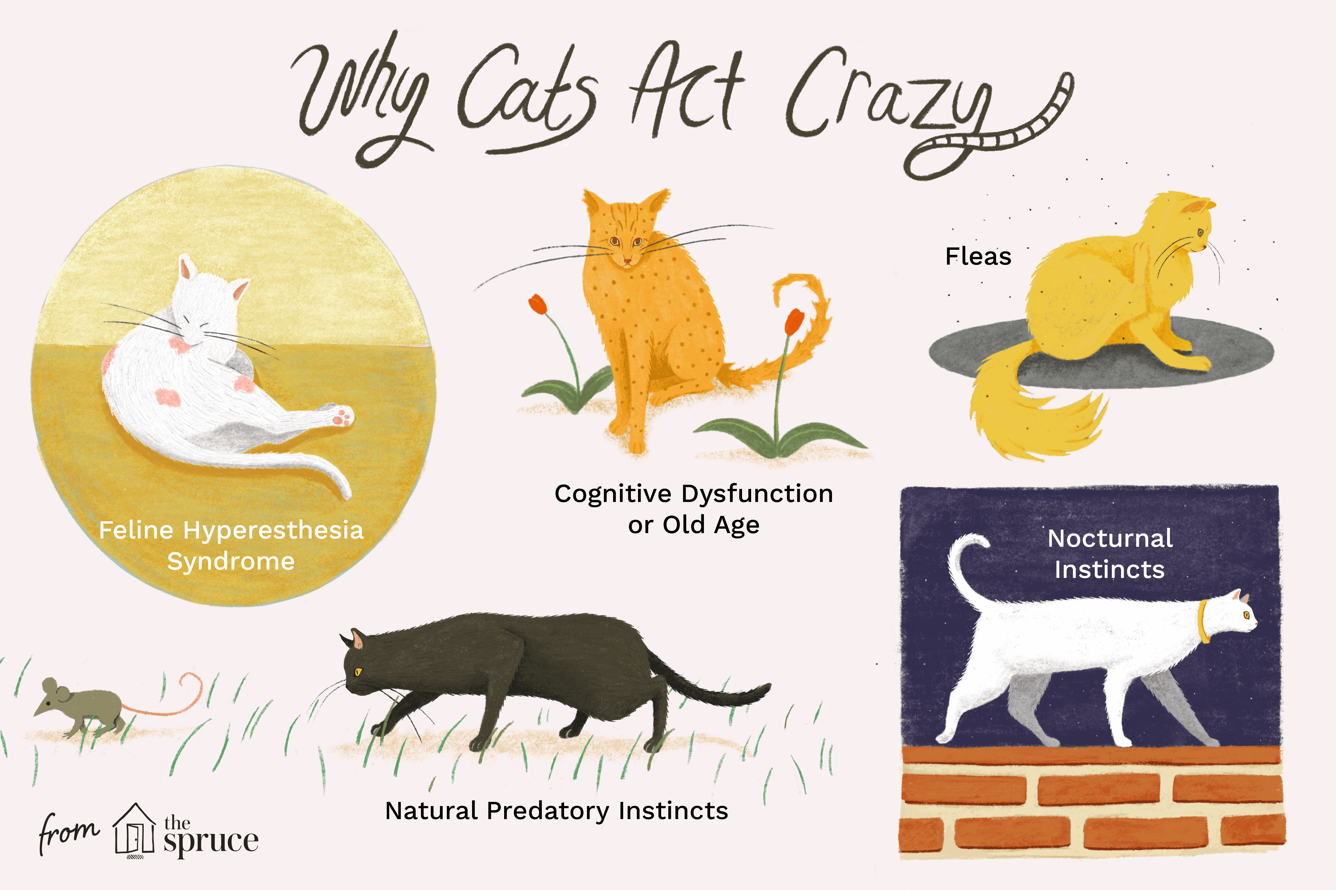 why cats act crazy illustration