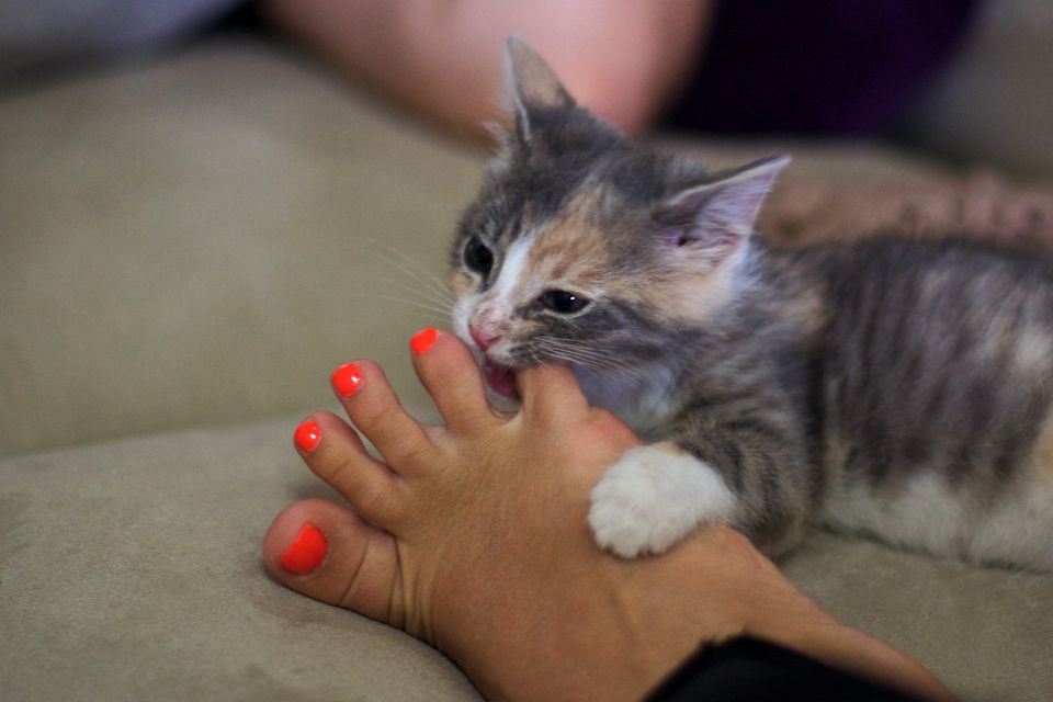 Kitten nibbling on orange painted toenails