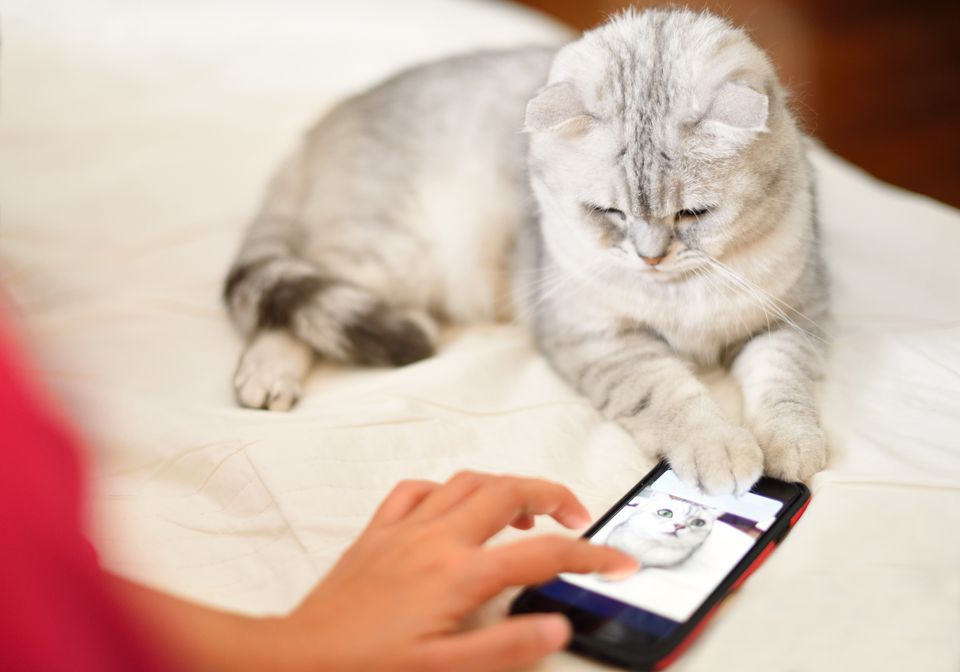 Kitten looks at and play mobile phone on bed.