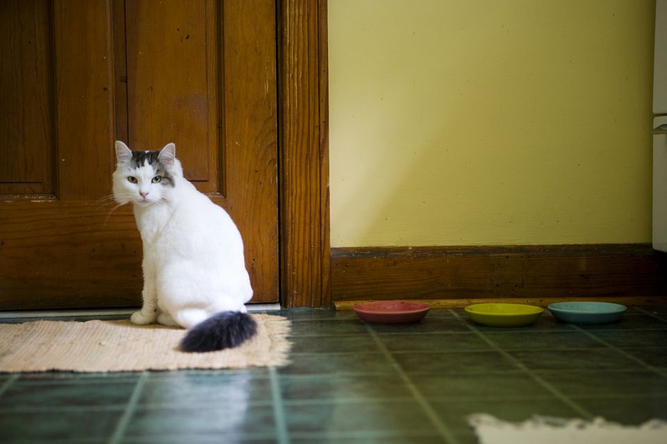 Cat sitting on kitchen rug by food bowls