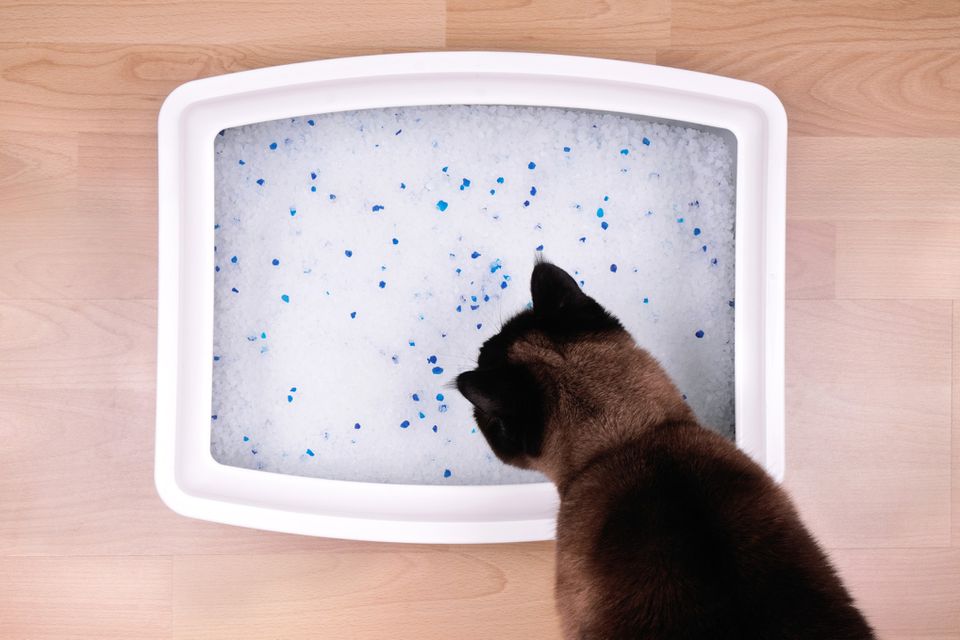 Cat smelling litter in a litterbox