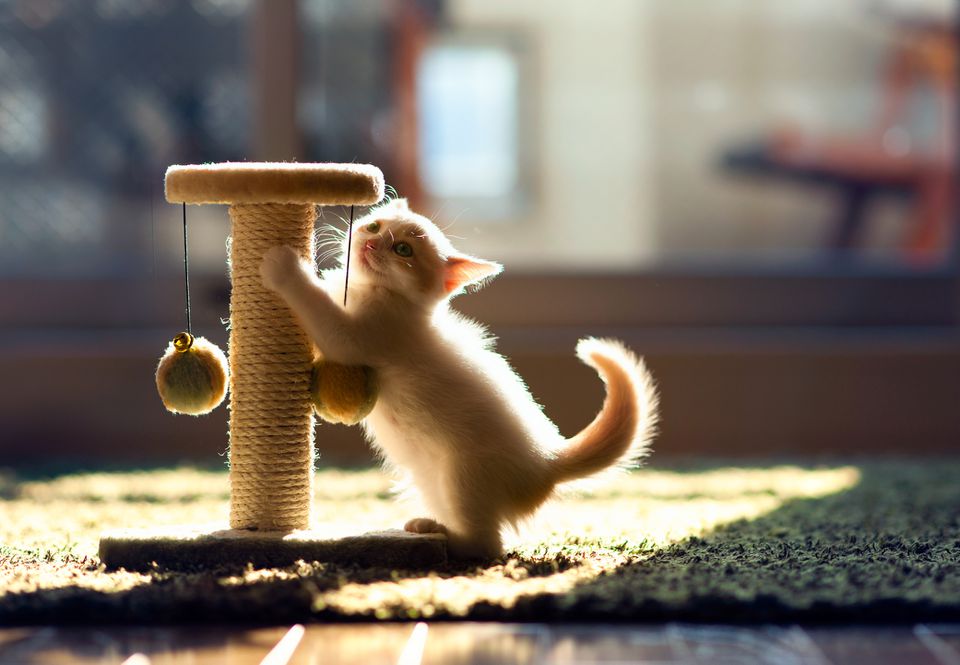 Kitten on hind legs with scratching post