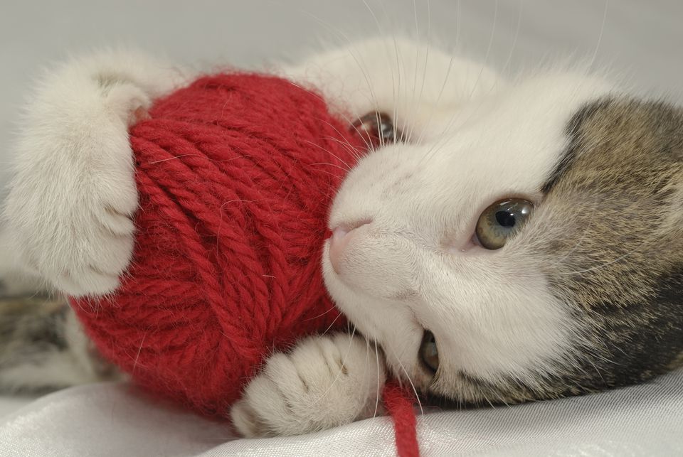Kitten playing with red ball of yarn, close-up
