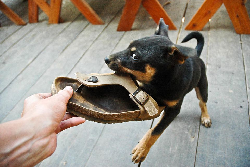 Puppy and owner playing tug with a sandal