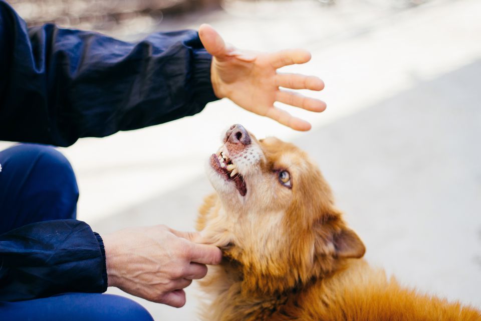 Dog growling at a person's hands.