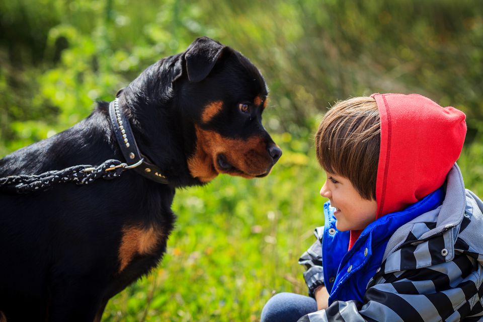 A boy in front of a rottweiler