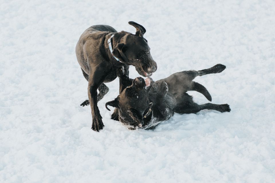Two black dogs fighting