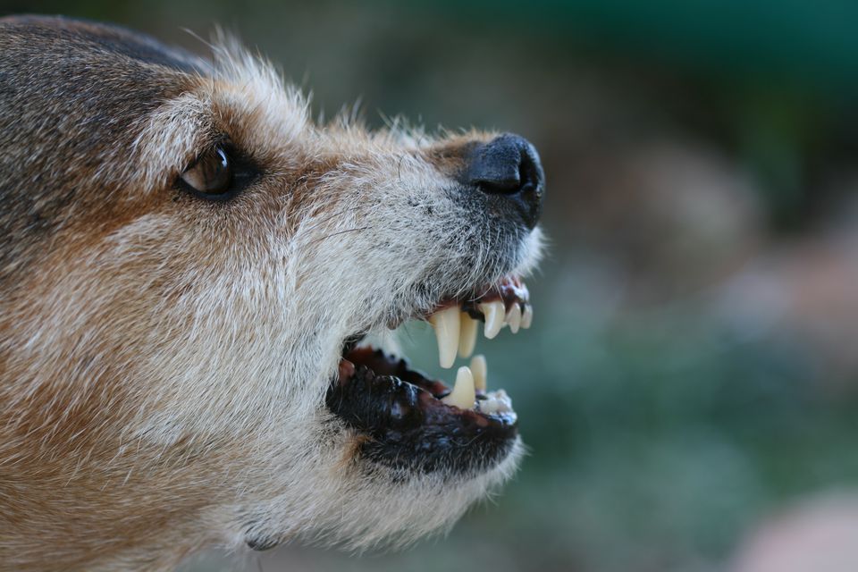 causes of aggression in dogs