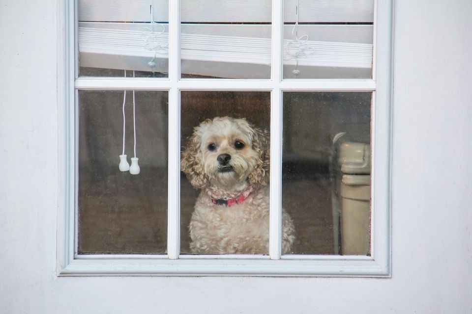 Dog looking out window of a door