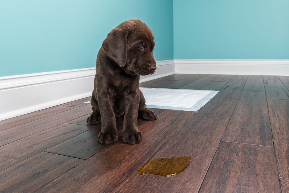 A Chocolate Labrador puppy grimacing next to pee on wood floor