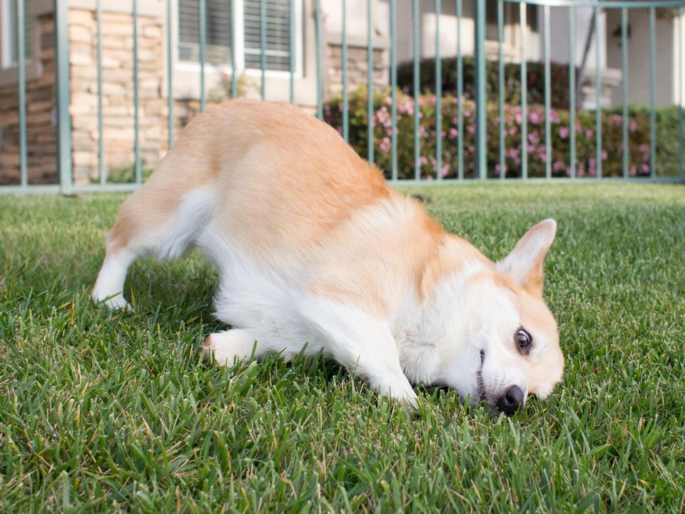 Dog rubbing face on grass