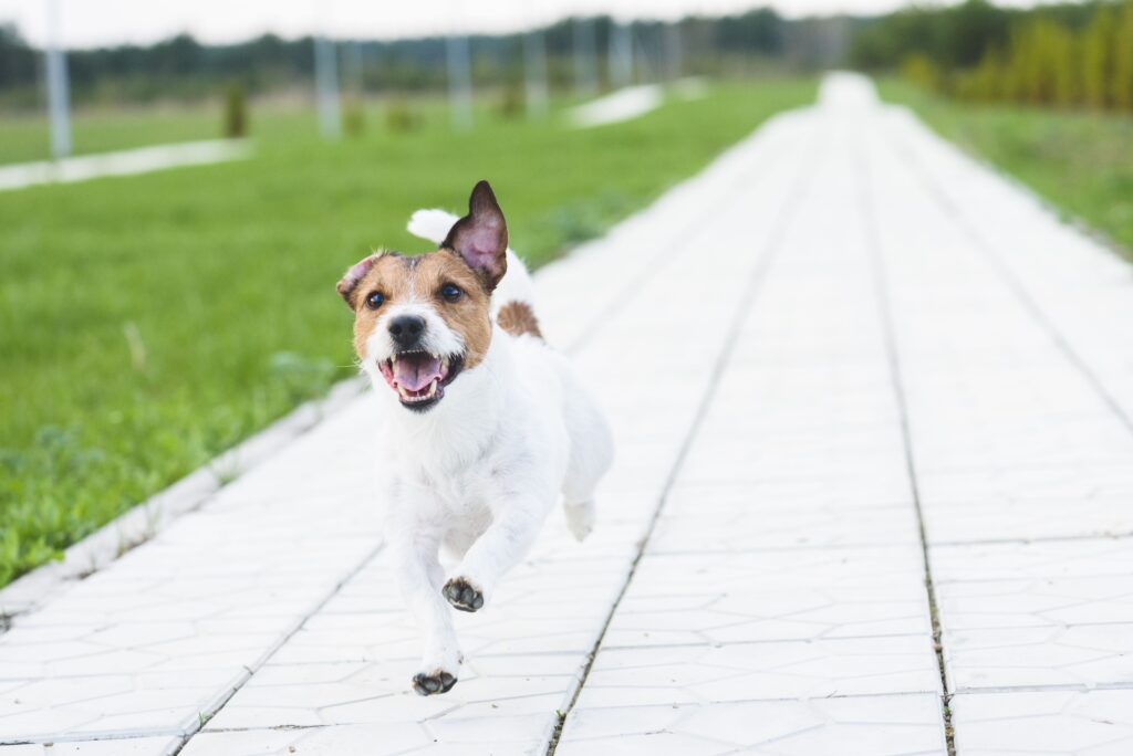 reasons-why-dogs-run-away-and-how-to-stop-it