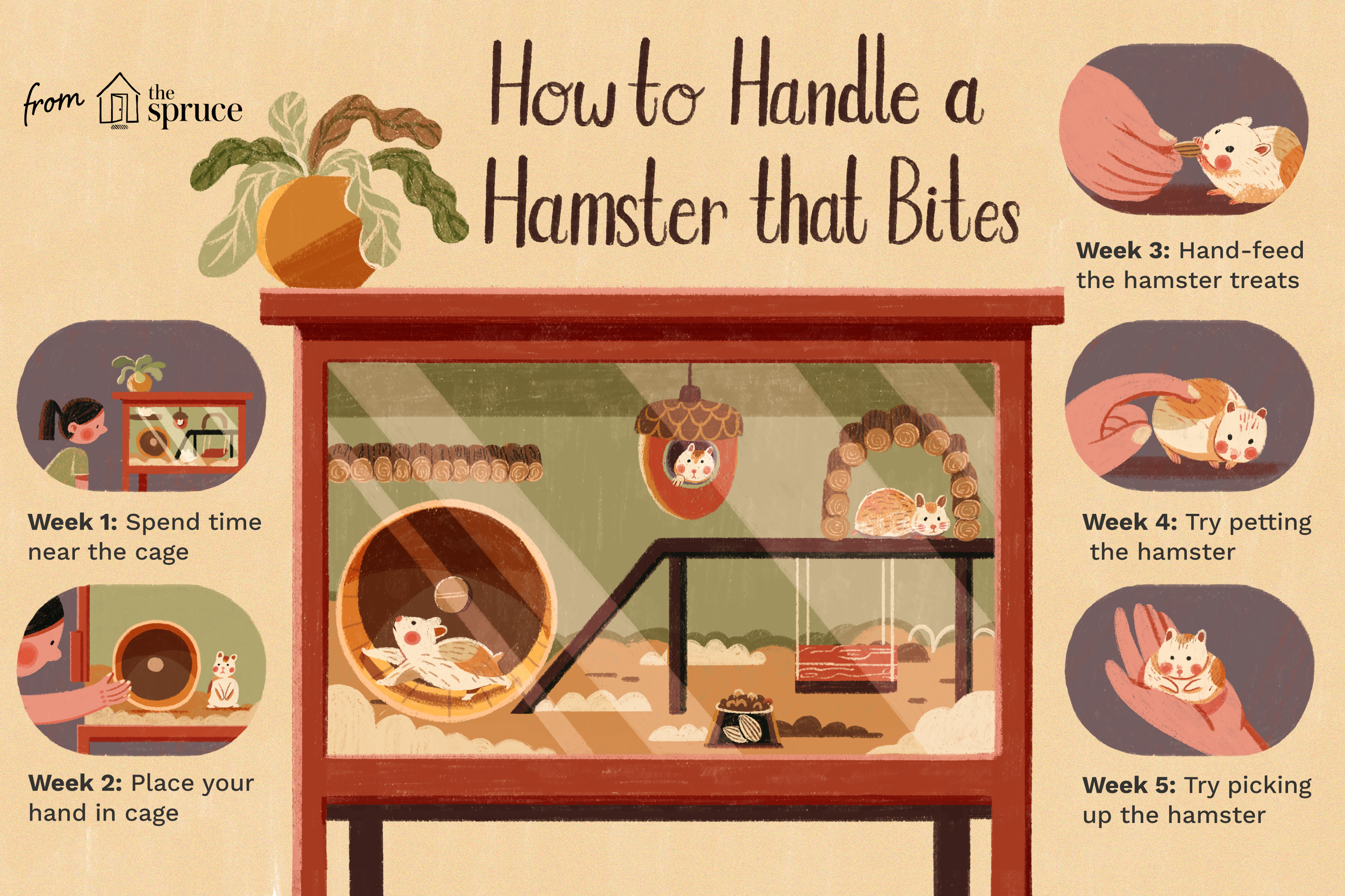 how to handle a hamster that bites illustration