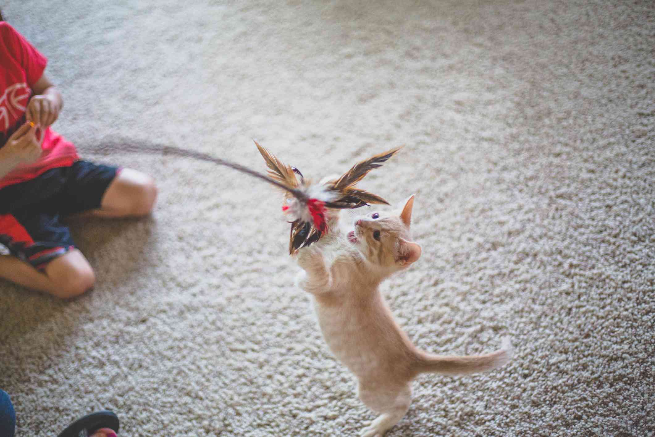 kitten scratching a cat toy