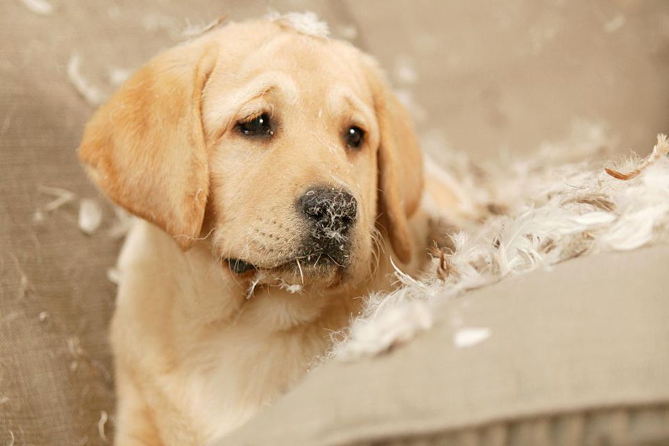 Golden Retriever puppy sitting on couch covered in pillow feathers