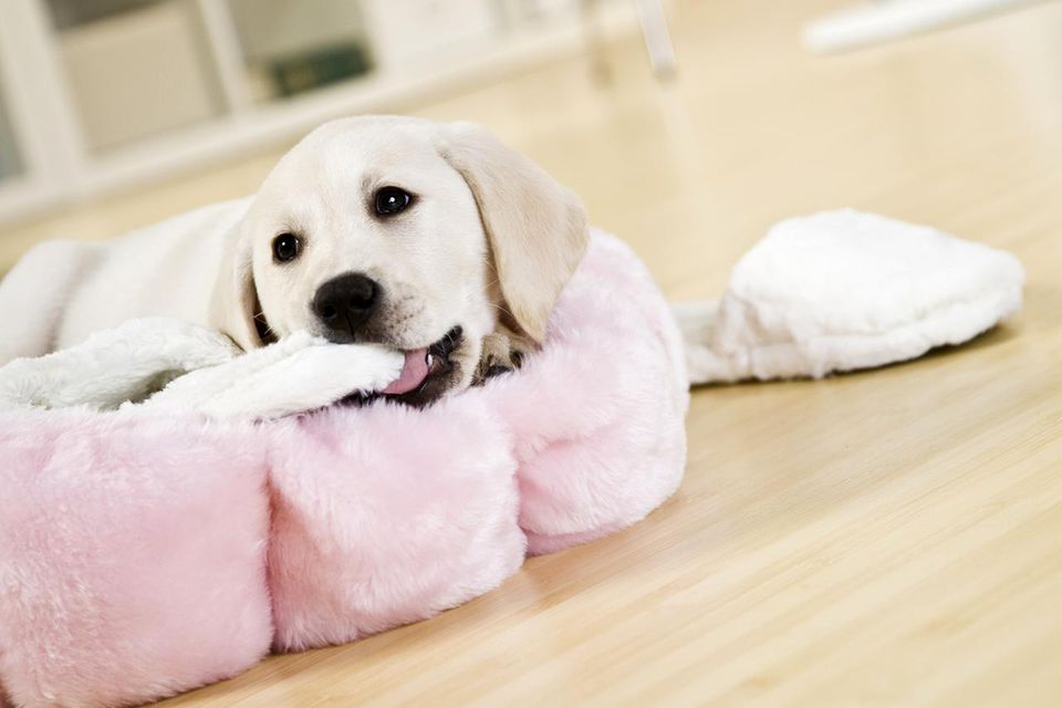 Puppy chewing slippers in dog bed