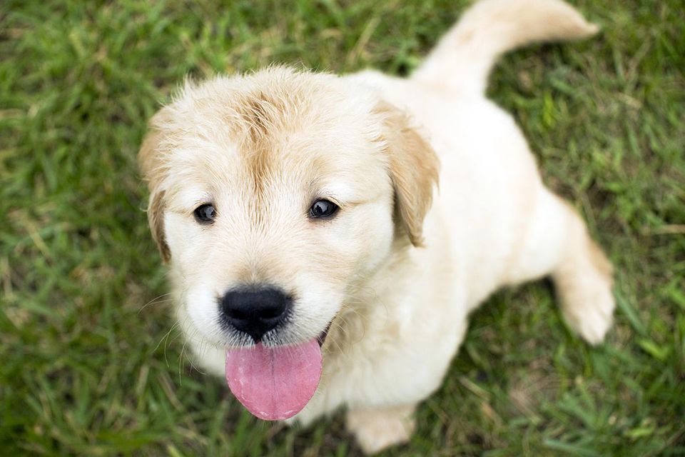 Golden retriever puppy smiling with its tongue out.Big Tongue Smile