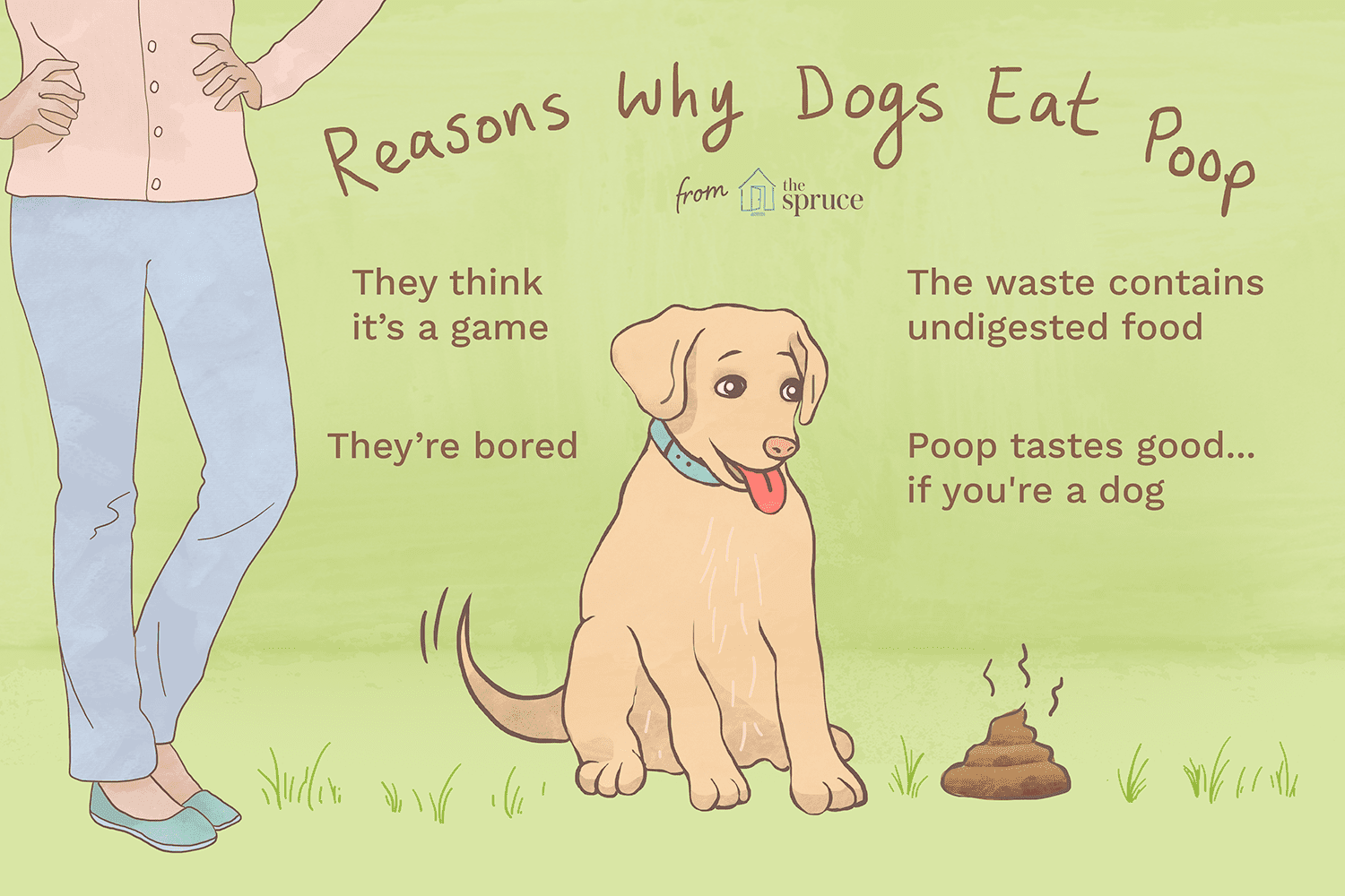 Illustrated list of reasons why dogs eat poop.